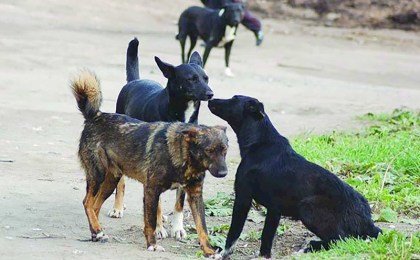 Кобринчане обеспокоены большим количеством бездомных собак. Куда звонить?