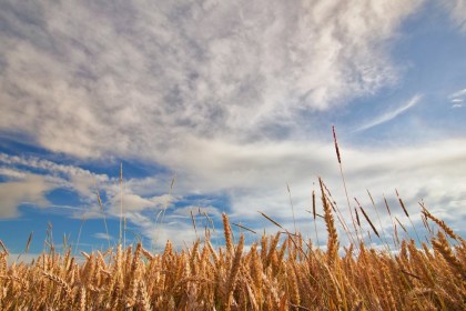 Поздравление руководства Кобринского района с праздником «Дожинки-2024»