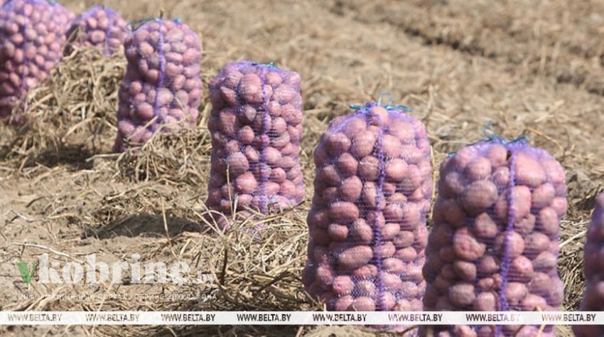 В Брестской области осталось убрать четверть площадей картофеля