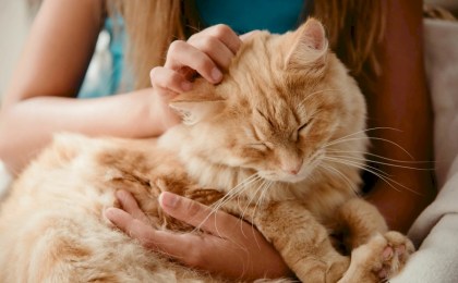 10 признаков кошачьей любви: как понять, что питомец к вам неравнодушен