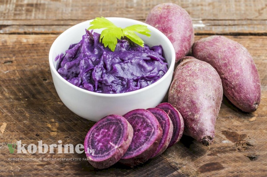 Фиолетовый картофель «Вайлдберриз» вывели белорусские ученые