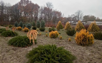 Роза, лаванда, шалфей: какие еще цветы выращивают в городецком питомнике ?