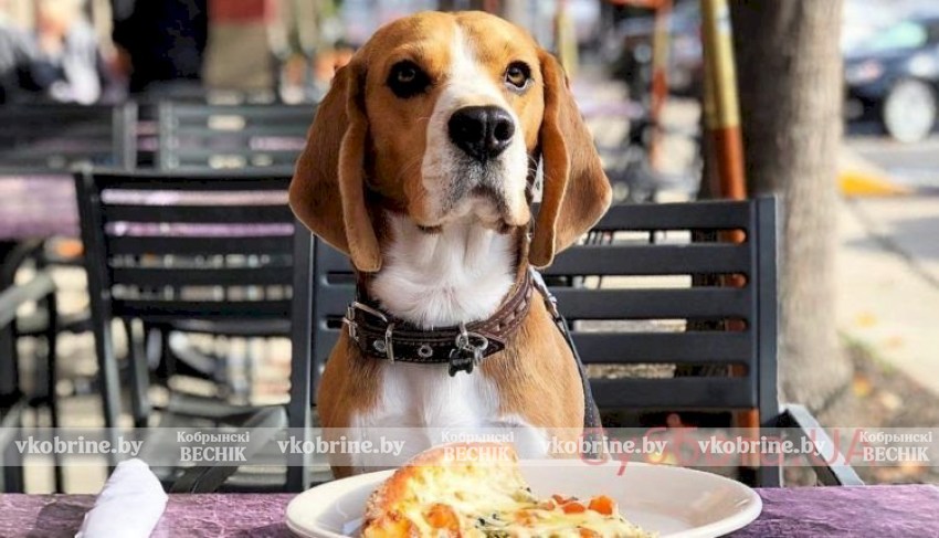 С 1 января в Беларуси запретят вход с собаками в кафе и магазины