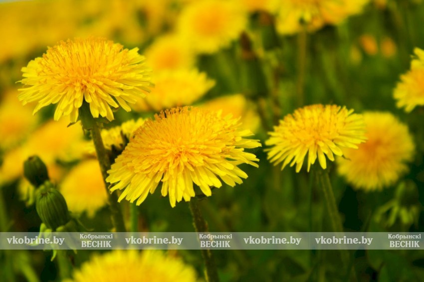Вредители во благо: рецепт питательной подкормки из одуванчиков