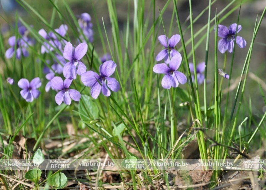 Что нужно знать, чтобы заниматься цветоводством