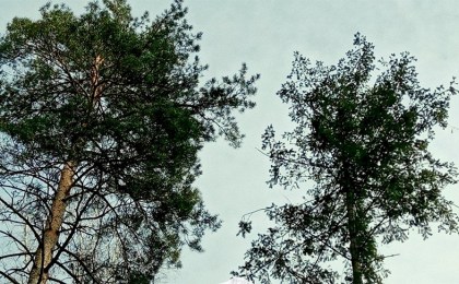 Как законно спилить дерево на улице, которое мешает