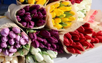 Где купить тюльпаны: узнали места продажи
