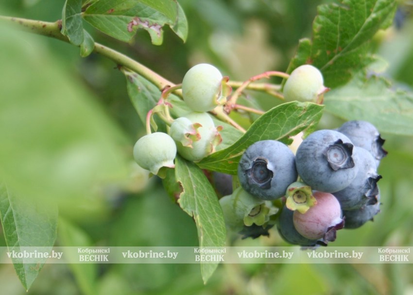 В Кобринском лесхозе будут выращивать белую голубику 