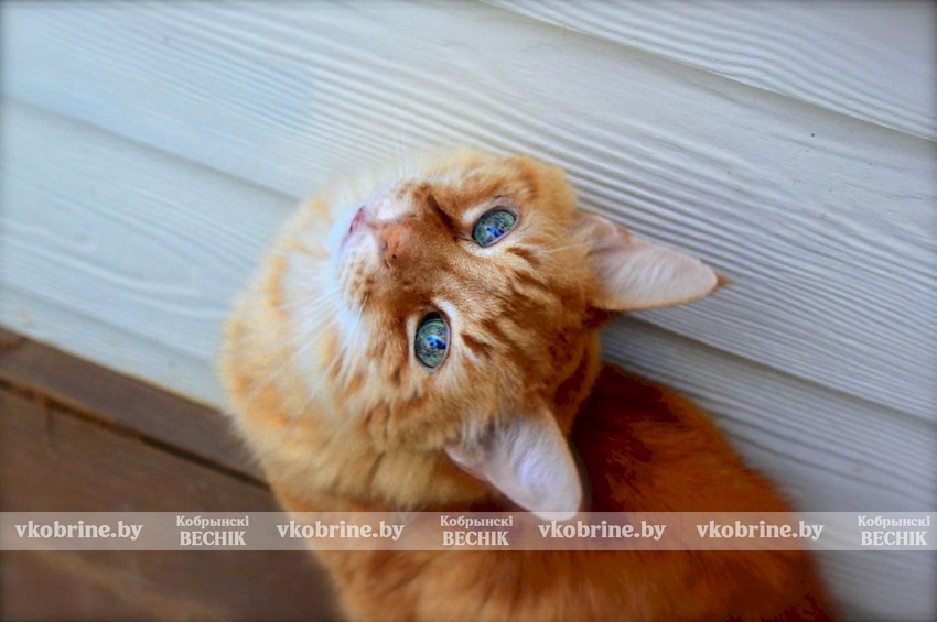 Новый закон об обращении с животными: что грозит горе-хозяевам