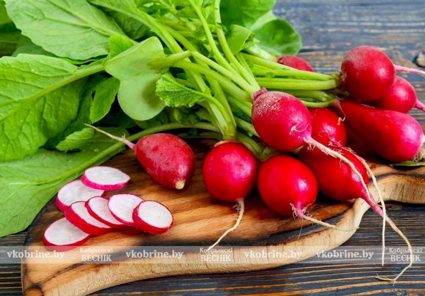 Мы знаем, что вы соскучились по свежим овощам! Рассказываем, как быстро вырастить молодой редис