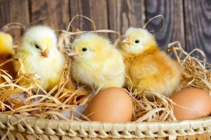 Производство инкубационных яиц и сухого молока: куда еще идут инвестиции Беларуси?