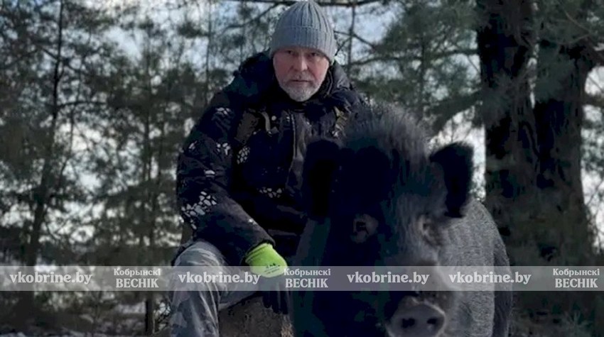 Дикий кабан вместо собаки -  блогер рассказал, как завел необычного домашнего питомца