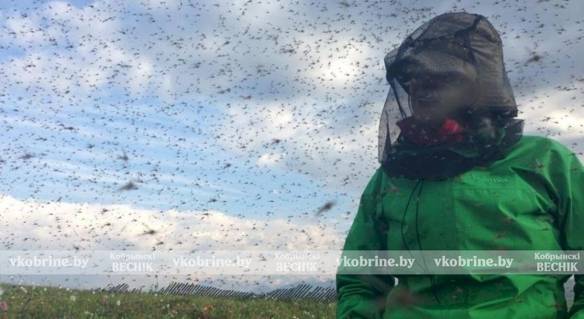 Кровососущие мошки возвращаются в южные регионы Беларуси - читайте, когда ждать в Кобрине