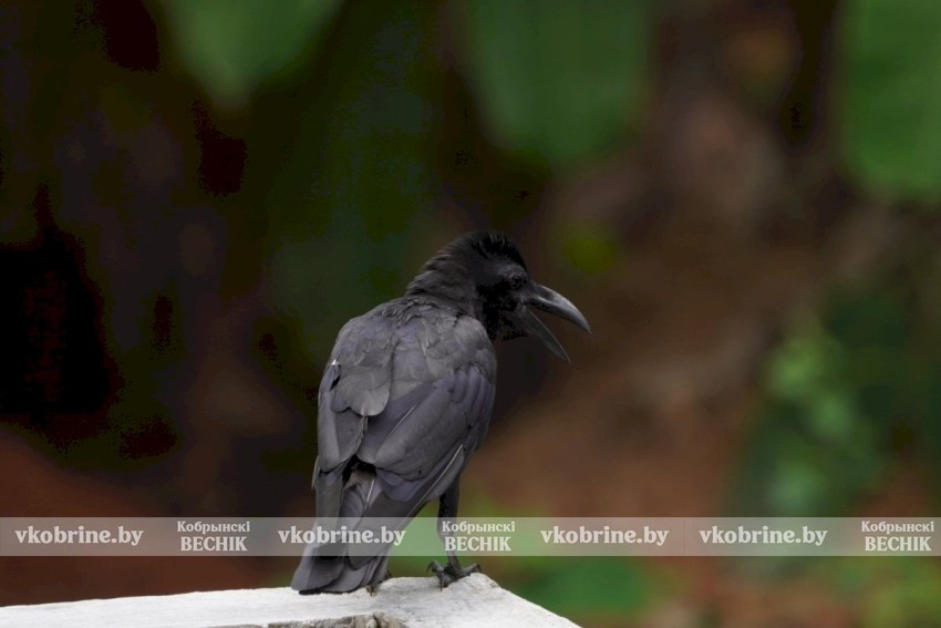 Пришло время вернуть контроль над вашим участком - узнали, как отпугнуть птиц 