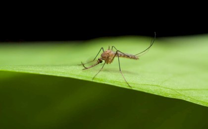Где можно заболеть малярией и как борются с этой инфекцией в Брестской области