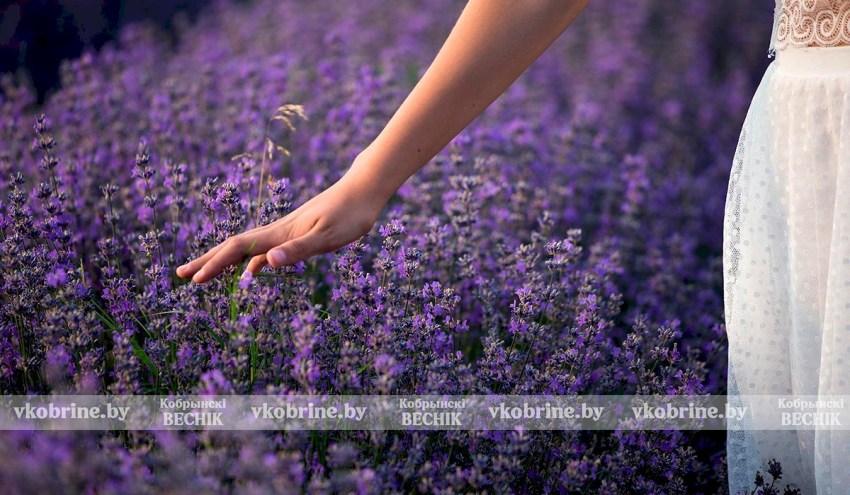 Лаванда не зацвела: в Беларуси переносят экскурсии на поля из-за холодной погоды