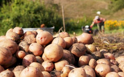 Как в Брестской области возделывают картофель - проверил Комитет госконтроля 