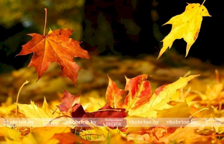 Что делать с опавшей листвой осенью — готовим питательное удобрение