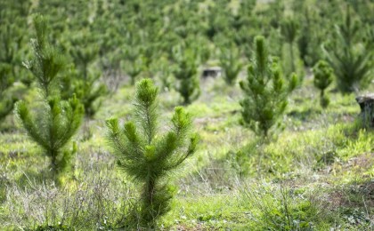 Поздравление руководства Кобринского района с Днем работников леса