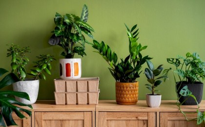 Комнатные растения, приносящие удачу