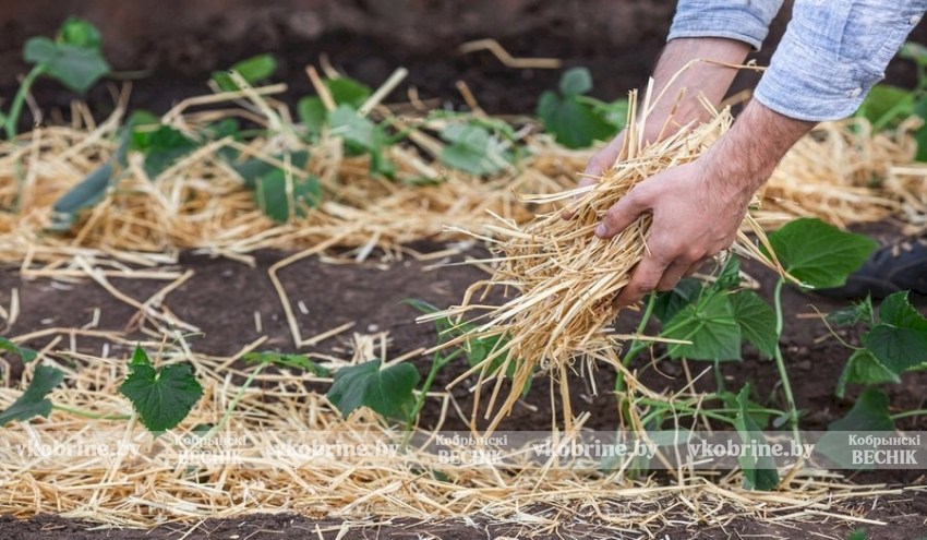 Согреваем корни — выбираем лучший материал для мульчирования