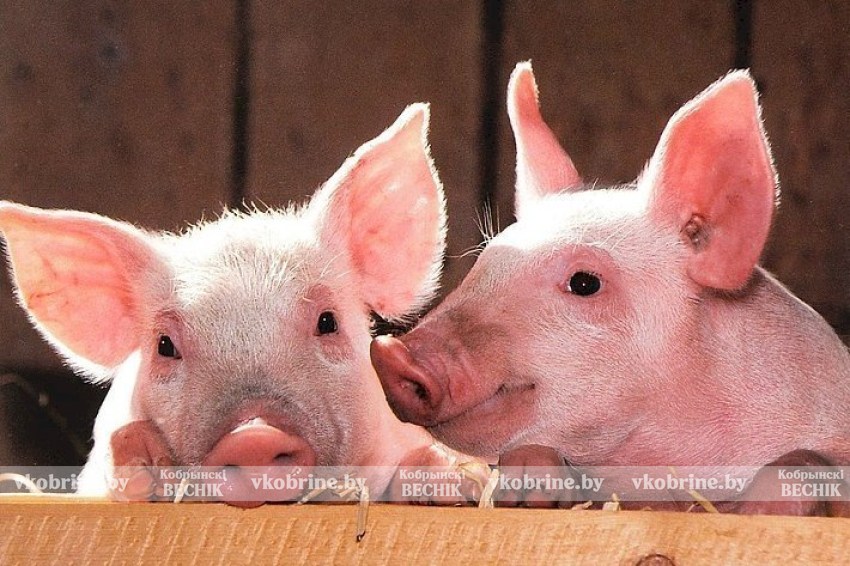 Африканская чума свиней - меры профилактики