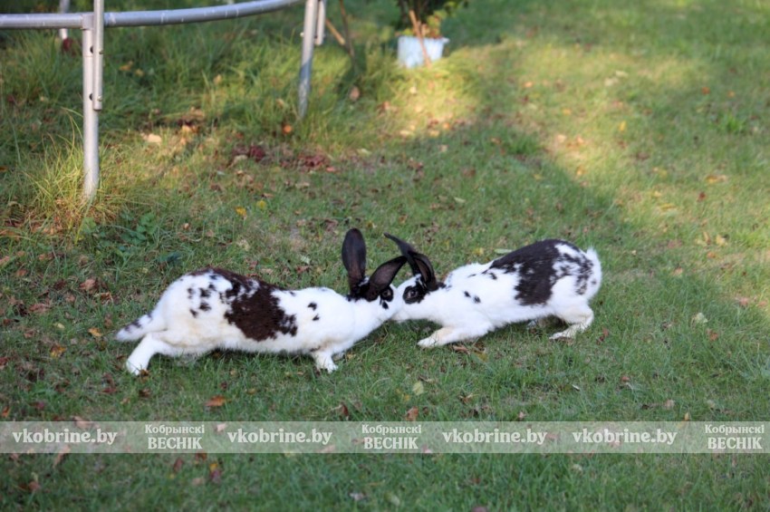  Сямейная гармонія ў рытме прыроды - гісторыя Пятра і Валянціны Гаўрылюкоў з Бельска