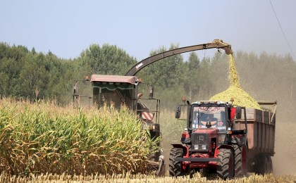 Массовая уборка кукурузы стартовала в хозяйствах Беларуси