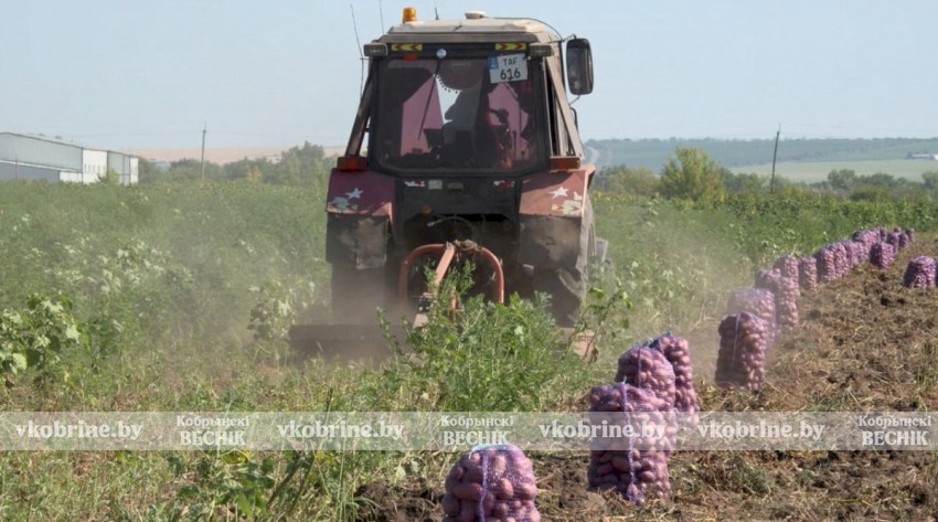 В Беларуси вырастили более 500 000 000 кг продукта, который необходим каждому