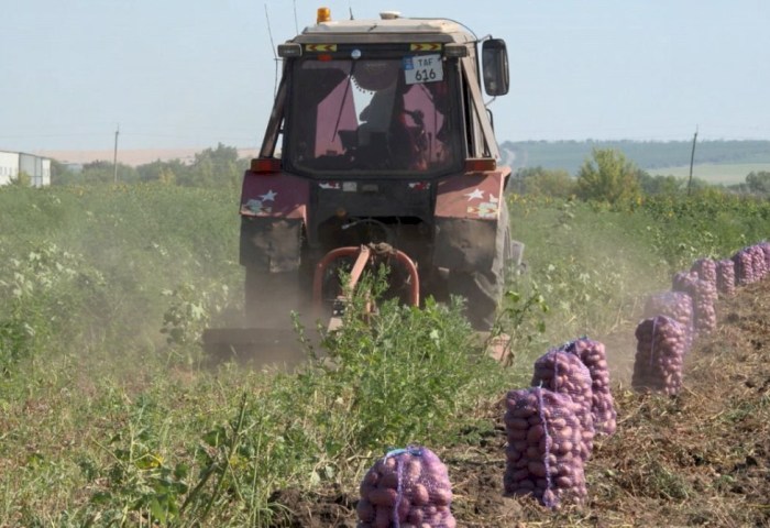 В Беларуси вырастили более 500 000 000 кг продукта, который необходим каждому