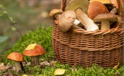 Как защитить себя и своих близких от радионуклидов при употреблении грибов, рассказали в санэпидемслужбе