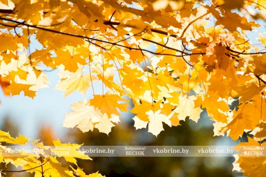 Дождевик или пуховик: Рябов рассказал какой будет погода с 27 октября по 2 ноября