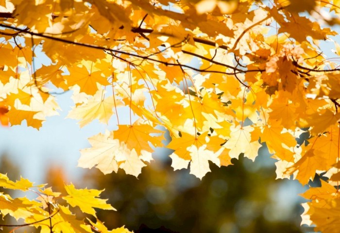 Дождевик или пуховик: Рябов рассказал какой будет погода с 27 октября по 2 ноября