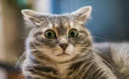 Избыточное внимание, шум или одиночество: почему кошки испытывают стресс?