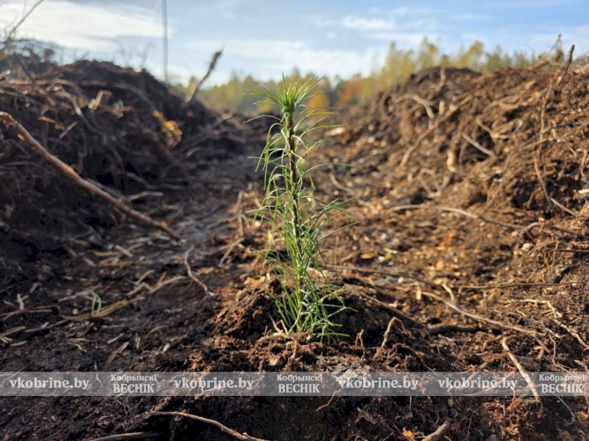 Молодой специалист Дарья Кульчинская из Дивина - лесовод в третьем поколении