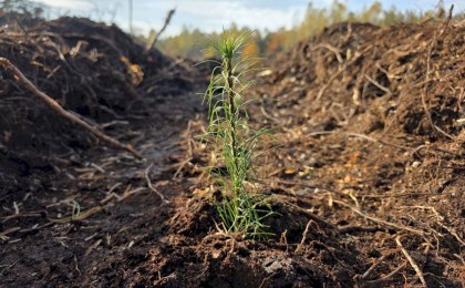 Молодой специалист Дарья Кульчинская из Дивина - лесовод в третьем поколении