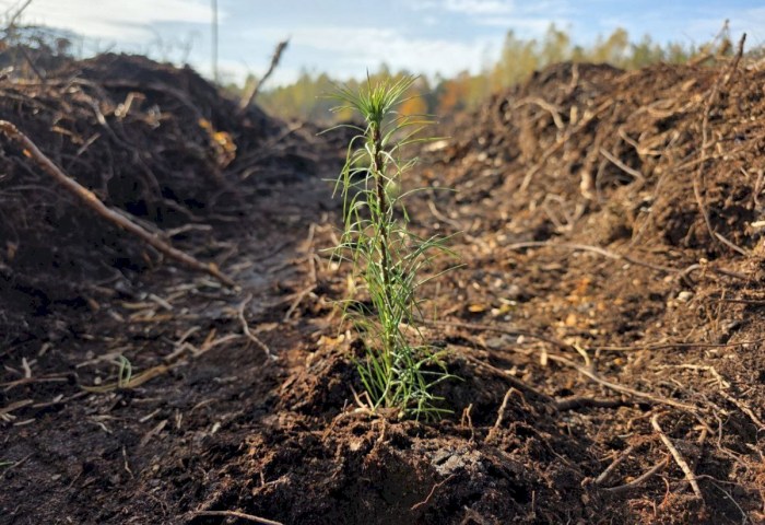 Молодой специалист Дарья Кульчинская из Дивина - лесовод в третьем поколении