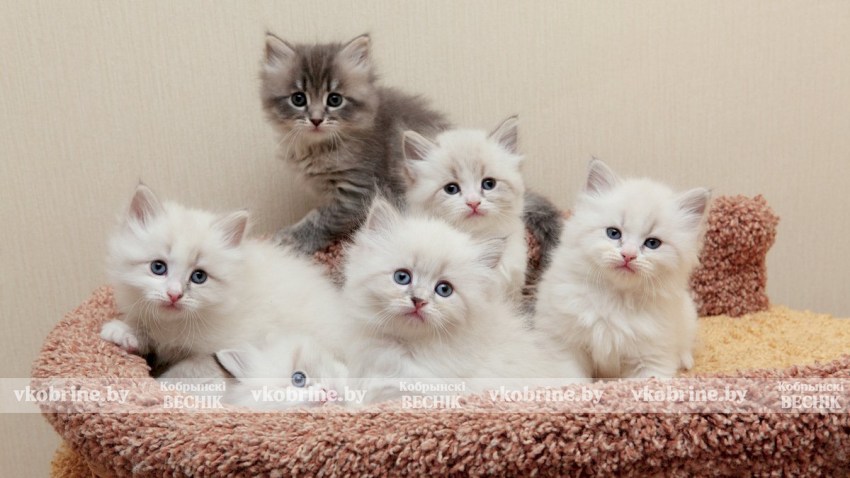 Продаете котят и щенков? Как делать это, не нарушая законодательство, рассказали в ИМНС по Кобринскому району