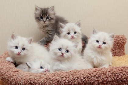 Продаете котят и щенков? Как делать это, не нарушая законодательство, рассказали в ИМНС по Кобринскому району