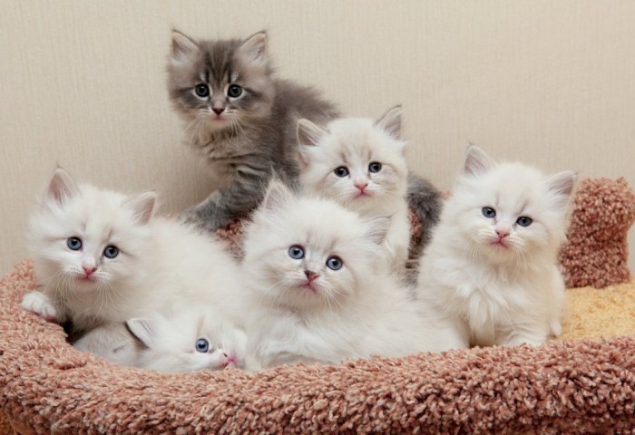 Продаете котят и щенков? Как делать это, не нарушая законодательство, рассказали в ИМНС по Кобринскому району