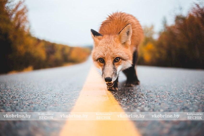 В Беларуси участились случаи появления лис в городах — что делать в таком случае