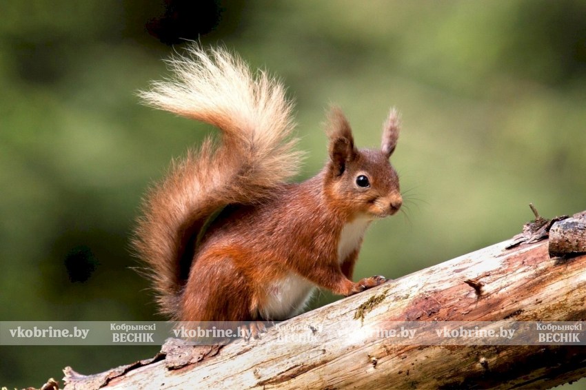 Ветеринарный врач объяснил, почему не стоит кормить с рук белок в парках