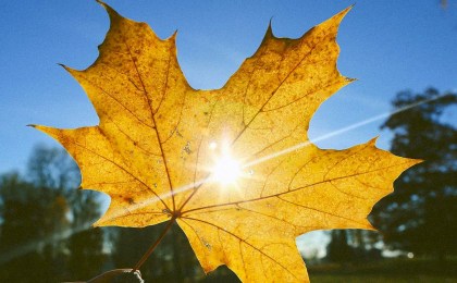 В Беларуси ноябрь удивит аномальным теплом: какой будет погода на следующей неделе