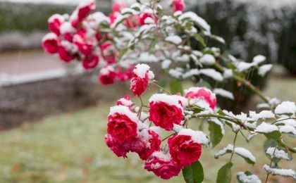 Знаете ли вы, как подготовить высокие розы к зиме?