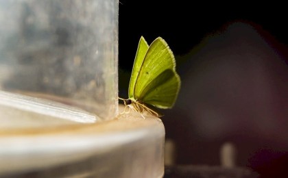 Летят на пламя мотыльки - о проблемах наркомании и ситуации на Кобрищине поговорили с экспертами