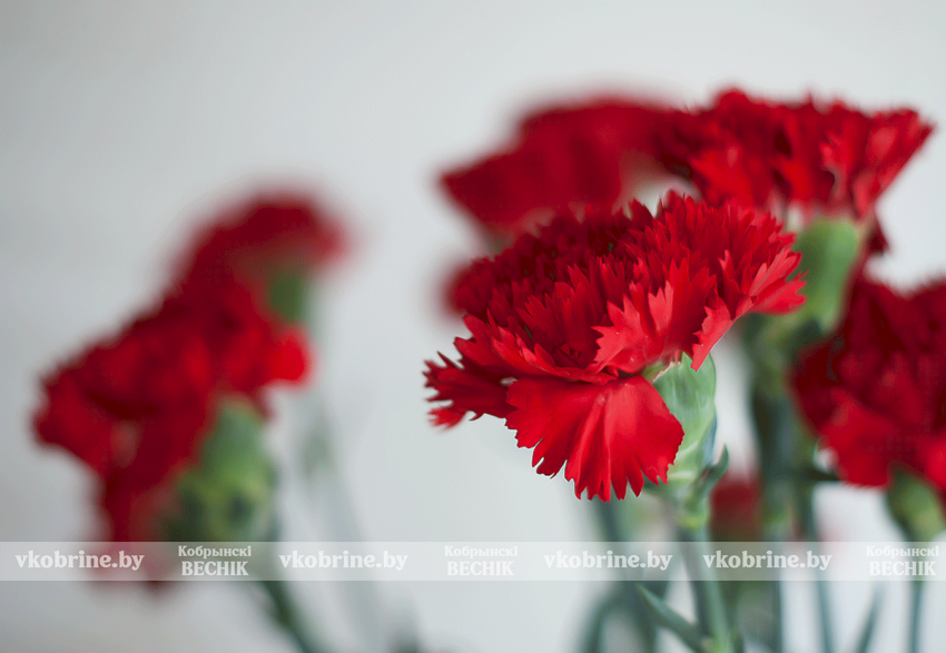 Поздравление Президента Беларуси Александра Лукашенко с Днем Октябрьской революции