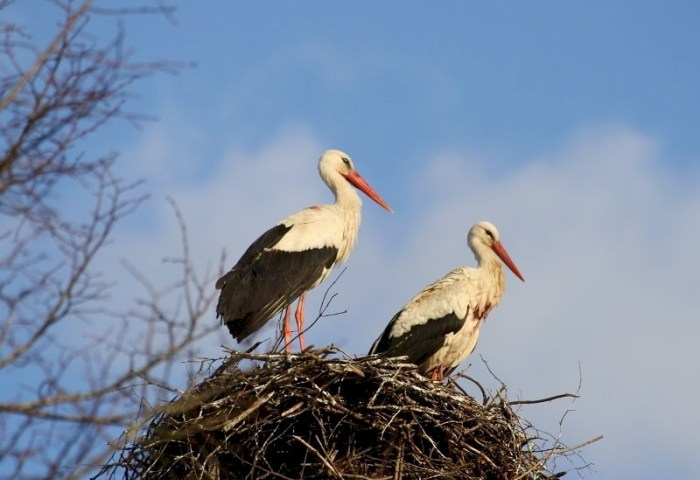 Неожиданные соседи жителей агрогородка Городец: аисты поселились там, где не должны 
