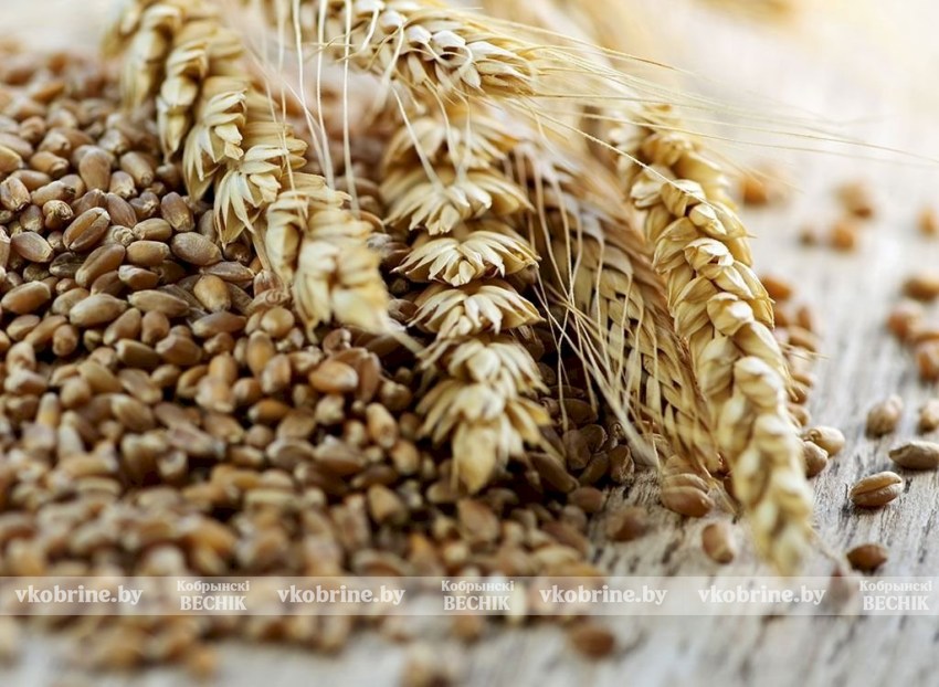 Мониторинг посевов, выведение сортов. Как в Беларуси ученые помогли аграриям собрать рекордный урожай зерна