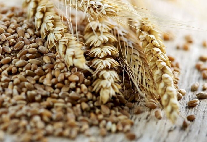 Мониторинг посевов, выведение сортов. Как в Беларуси ученые помогли аграриям собрать рекордный урожай зерна