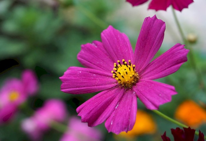 Знаете ли вы о том, что космея — отличный компаньон-защитник для многих культур и посеять ее можно под зиму?